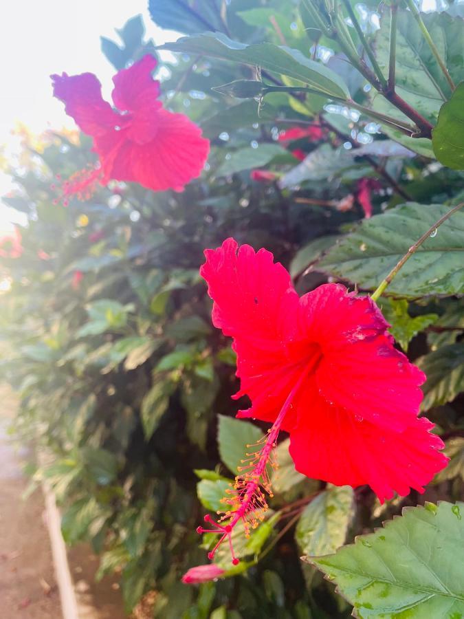 Garden Pearls Hotel Nungwi Bagian luar foto